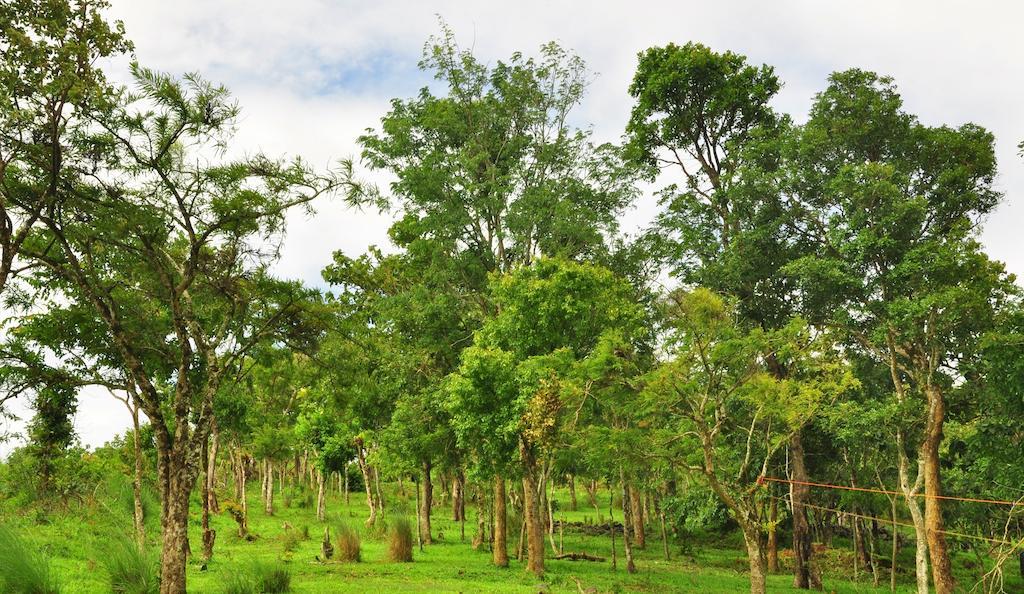 Punarjani Ayurvedic Resorts Ramakkalmedu Exteriér fotografie